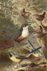 Wagtails and Wrens Poster Print - unknown