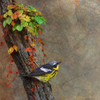 Magnolia Warbler Poster Print - Chris Vest