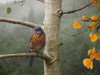 Bluebird Rain Poster Print - Chris Vest