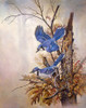 Graceful Poster Print - Ruane Manning
