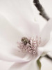 Magnolia Blush II Poster Print - Christine Zalewski