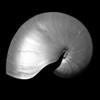 Nautilus Twin I Poster Print - Noah Bay
