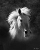 Horse Portrait V Poster Print - David Drost