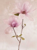 Tulip Blush II Poster Print - Christine Zalewski