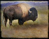Bison Portrait II Poster Print - Chris Vest