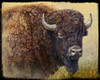 Bison Portrait I Poster Print - Chris Vest