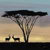 Savanna III Poster Print - James Burghardt