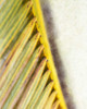 Frond Study I Poster Print - Emily Robinson