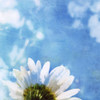 Daisies III Poster Print - Ingrid Blixt