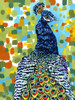 Plumed Peacock II Poster Print - Carolee Vitaletti