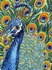 Plumed Peacock I Poster Print - Carolee Vitaletti