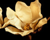 Buttercream Magnolia I Poster Print - Rachel Perry
