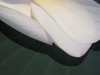 Lotus Detail II Poster Print - Jim Christensen