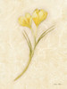 Yellow Crocus Stem Poster Print - Cheri Blum