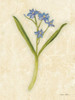 Forget Me Not Stem Poster Print - Cheri Blum