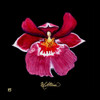 Vivid Orchid VIII Poster Print - Ginny Joyner