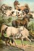 Johnsons Horse Breeds II Poster Print - Henry J. Johnson