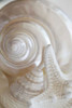 Pearlesce III Poster Print - Christine Zalewski
