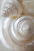Pearlesce I Poster Print - Christine Zalewski