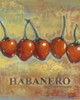 Habanero Poster Print - Norman Wyatt