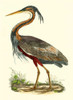 Purple Heron Poster Print - John Selby