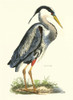 Great Blue Heron Poster Print - John Selby