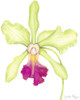 Small Orchid Beauty III Poster Print - Jennifer Goldberger