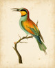 Nodder Tropical Bird I Poster Print - Frederick P. Nodder