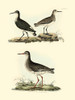 Selby Sandpipers II Poster Print - John Selby