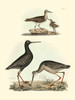 Selby Sandpipers I Poster Print - John Selby