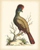 Regal Pheasants IV Poster Print - George Edwards