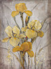 Golden Irises I Poster Print - Tim OToole