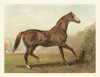 Cassells Horse III Poster Print - Cassel