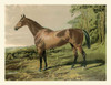 Cassells Horse IV Poster Print - Cassel