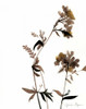 Watermark Wildflowers II Poster Print - Jennifer Goldberger
