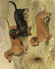 Dachshunds Poster Print - Vero Shaw