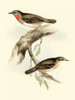 Goulds Gorget Warbler Poster Print - John Gould