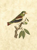Selby Birds V Poster Print - John Selby