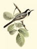 Goulds White Wagtail Poster Print - John Gould