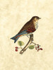 Selby Birds III Poster Print - John Selby