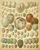 Vintage Bird Eggs I Poster Print - Meyers