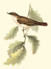 Goulds Nightingale Poster Print - John Gould