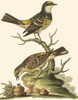 Petite Bird Study III Poster Print - George Edwards
