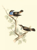 Goulds Blue-throated Warbler Poster Print - John Gould