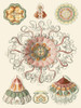 Sophisticated Sealife II Poster Print - Ernst Haeckel