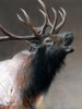 American Icon - Elk Poster Print - Kevin Daniel