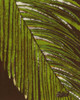 Batik Frond II Poster Print - Andrea Davis
