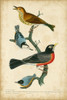 Wilsons Wood Thrush Poster Print - Alexander Wilson