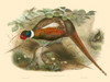 Gould Pheasants II Poster Print - John Gould