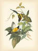 Gould Birds of the Tropics IV Poster Print - John Gould